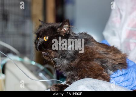 Eine schwarze Katze mit markanten orangefarbenen Augen wird von einer Person, die aus Sicherheitsgründen blaue Handschuhe trägt, vorsichtig gehalten Stockfoto