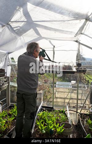 Mann Gärtner, der im Gewächshaus arbeitet und Setzlinge mit Wasserkanne bewässert, Anfang Frühling März Gartenarbeit 2025 Carmarthenshire Wales UK KATHY DEWITT Stockfoto