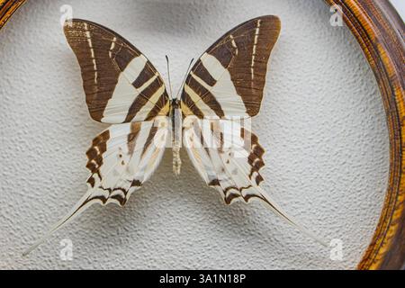 Nahaufnahme eines gestreiften Zebraschmetterlings auf verschwommenem Innenhintergrund, möglicherweise auf einem Tisch A Stockfoto