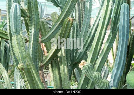 Kakteen verschiedener Arten, Formen und Größen. Sukkulenten Pflanzen. Dornblumen. Kaktushintergrund Stockfoto