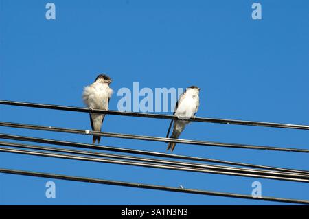 Zwei posadas-Schwalben auf Telefonkabel Stockfoto
