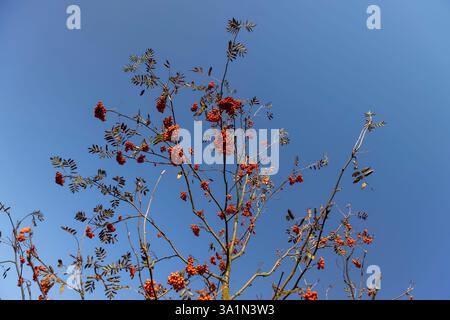 Hellrote vogelbeeren auf den Zweigen eines vogelbaums mit gefallenen Blättern im Herbst, reife rote vogelbeeren nach dem Blatt fallen gegen einen blauen Himmel Stockfoto