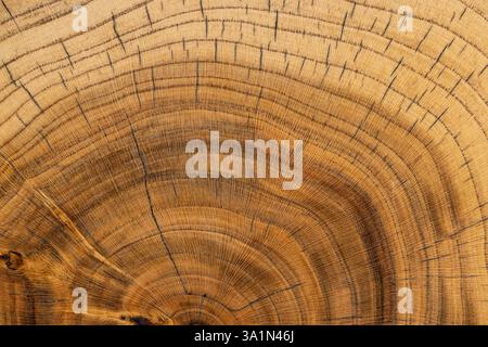 Jahresringe eines Walnusshauses poliert für die Herstellung von Innendetails, verarbeitet schönes Walnussholz für die Herstellung von Objekten Stockfoto
