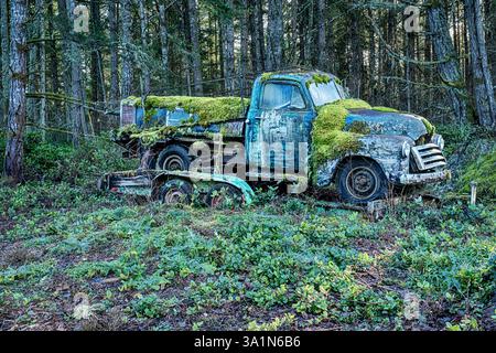 Auf einer Waldlichtung ist ein alter verlassener Lkw mit Moos bedeckt, während er langsam im Regenwald auf San Juan Island rostet. Stockfoto