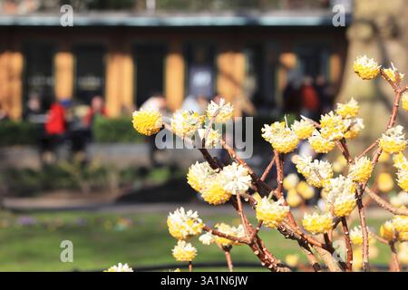 Sonnenschein und Blumen am Russell Square, einem großen Gartenplatz in Bloomsbury, London, Großbritannien Stockfoto