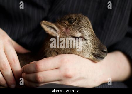 Castlemilk Moorit Lamb, Spitalfields City Farm, London Stockfoto