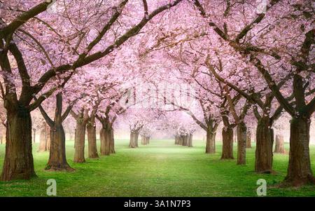 Rosa Kirschblütengarten mit blühenden Bäumen im Frühjahr. Ein traumhaftes Baldachin aus Reihen wunderschöner Bäume auf einem nebelgrünen Rasen. Stockfoto
