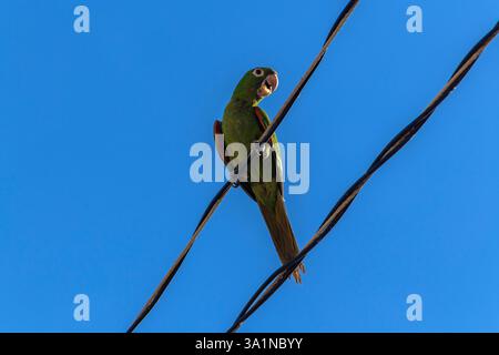 Maritacas oder brasilianische Papageien landeten auf einem Hochspannungskabel mit blauem Himmel Hintergrund in Brasilien Stockfoto
