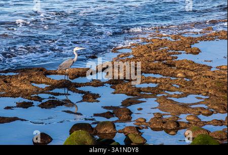 Graureiher Ardea cinerea Fischen in Felsenbecken im Atlantik bei Playa blanca Lanzarote spanien Stockfoto
