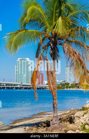 Foto mit tropischem Palmendruck Miami Stockfoto