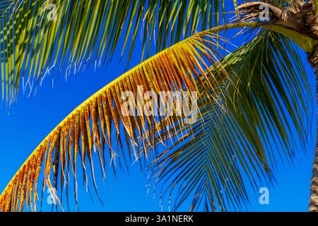 Foto mit tropischem Palmendruck Miami Stockfoto