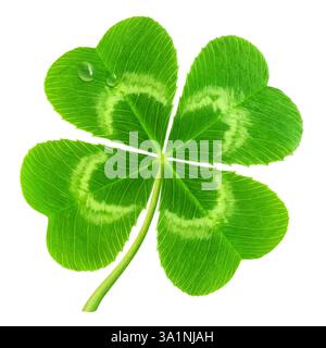Vierblättriger Glücksklee isoliert auf weiß (Symbol für St. Patrick's Day) Stockfoto