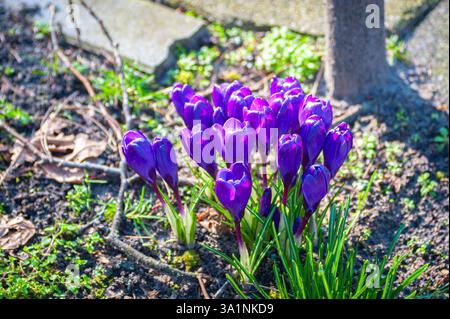 Leuchtende violette Krokusblüten am Straßenrand an einem sonnigen Tag Anfang März. Stockfoto