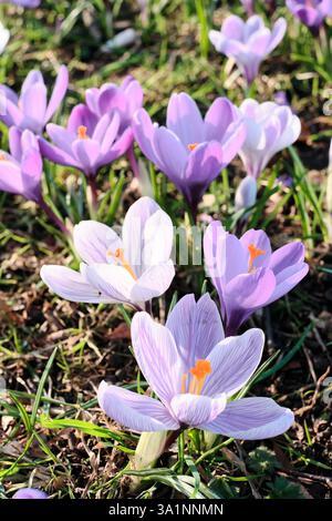 Frühlingsrosa und weiße Krokus wachsen durch einen Rasen unter einem Baum in den Botanischen Gärten von Sheffield Stockfoto