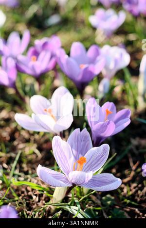 Frühlingsrosa und weiße Krokus wachsen durch einen Rasen unter einem Baum in den Botanischen Gärten von Sheffield Stockfoto