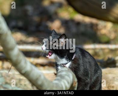 Eine schwarz-weiße Katze sitzt auf einem Baumzweig und genießt das Sonnenlicht beim Gähnen. Der Hintergrund zeigt eine verschwommene Waldlandschaft mit Natur Stockfoto