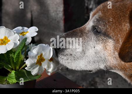 Hund auf beigefarbenem Hintergrund, lustiger Border Collie, Hund mit Blumen. Hochwertige Fotos Stockfoto