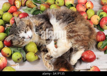 Lustige flauschige Katze auf dem Tisch mit Äpfeln und Birnen, Ernte im Dorf, gesundes Naturnahrungskonzept, Entgiftungsdiät Stockfoto