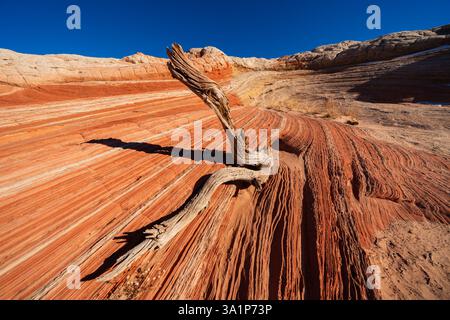 Freiliegende Felsschichten im White Pocket Vermilion Cliffs National Monument Arizona atemberaubende Kulisse für einen knorrigen Baumstamm Stockfoto