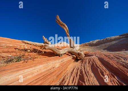 Ein atemberaubender Blick auf die leuchtenden roten Felsformationen in White Pocket im Vermilion Cliffs National Monument, Arizona. Stockfoto