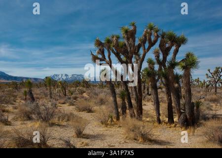 Die Wüstenlandschaft mit einzigartigen Joshua-Bäumen auf den Wüstenhöhen des Cajon Pass entlang der Route 138 in Kalifornien, USA, bietet Ausblicke auf die Schönheit der Wüste Stockfoto