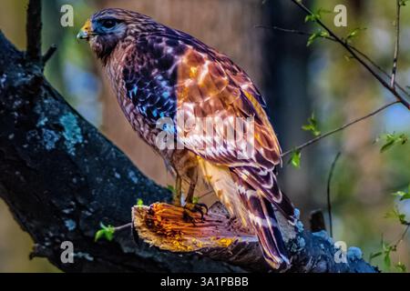 Red Shoulder Hawk, der auf einer Extremität liegt Stockfoto