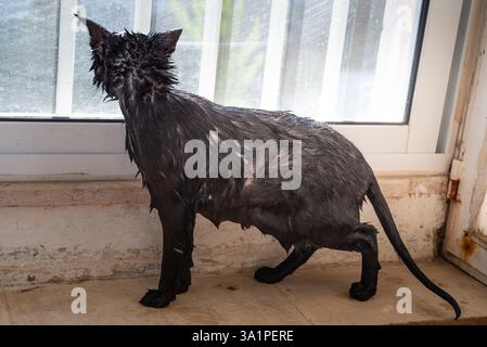 Wütende schwarze Katze, durchnässt und nass nach dem Bad, sie sieht verärgert und verärgert aus Stockfoto