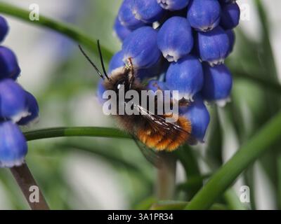 Isolierte Makronaht einer europäischen Obstbaumbiene (Osmomia cornuta), die Pollen einer violetten Traubenhyazinthe (Muscari botryoides) sammelt. Bonn, Deutschland Stockfoto
