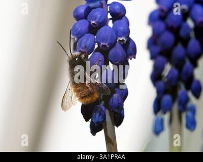 Isolierte Makronaht einer europäischen Obstbaumbiene (Osmomia cornuta), die Pollen einer violetten Traubenhyazinthe (Muscari botryoides) sammelt. Bonn, Deutschland in Stockfoto
