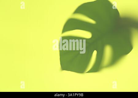 Schatten von Monstera-Blatt auf gelbem Hintergrund Stockfoto