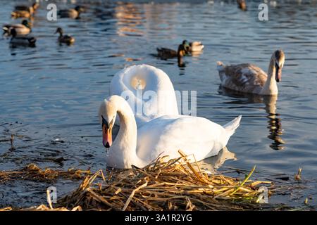 Zwei elegante Schwäne nähern sich einem Nest aus Schilf in einem ruhigen Teich, begleitet von verschiedenen Enten, die in der Nähe unter einem warmen Abendlicht schwimmen. Natur Disla Stockfoto