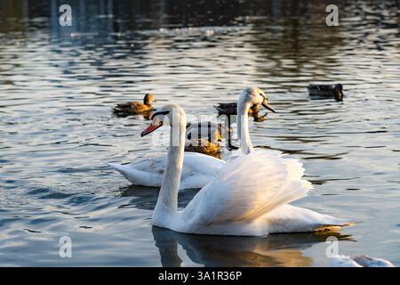 Zwei elegante Schwäne schwimmen bei Sonnenuntergang an Enten in einem ruhigen See. Das warme Licht reflektiert das Wasser und schafft eine friedliche Atmosphäre im n Stockfoto