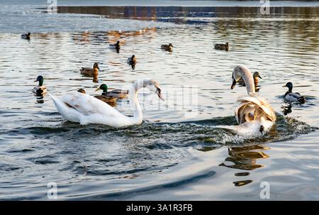 Zwei Schwäne gleiten anmutig über einen ruhigen See, während mehrere Enten in der Nähe schwimmen. Die Sonne geht unter, wirft ein warmes Licht auf die Wasseroberfläche und erzeugt einen pe Stockfoto