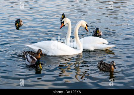 Zwei elegante Schwäne schwimmen Seite an Seite im ruhigen Wasser, umgeben von mehreren Enten. Die untergehende Sonne strahlt ein warmes Licht aus und unterstreicht die friedliche Atmosphäre Stockfoto