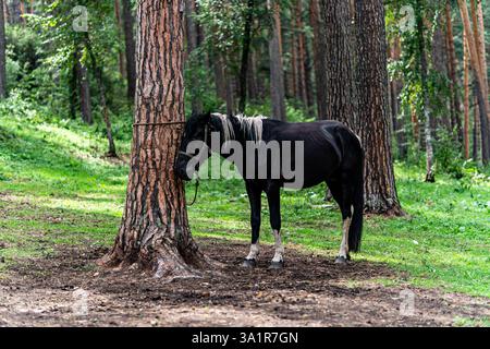 Black Pony isst Gras im Wald an einem sonnigen Tag wird Ein schönes Pferd an einen Baum gebunden, vor einem Hintergrund grüner Natur. Stockfoto