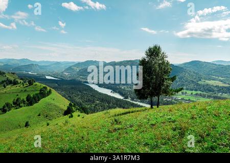 Blick auf die wunderschönen Sommerhügel mit grünem Gras und einem Feld. Ein einsamer Baum auf einem Hügel. Stockfoto