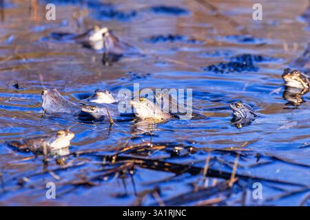 Viele Moorfrosche mit Laichen von Eiern in der Brutsaison in einem Teich Stockfoto