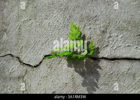 Junger Spross bricht durch einen Riss in Beton. Junges Green Power-Konzept Stockfoto