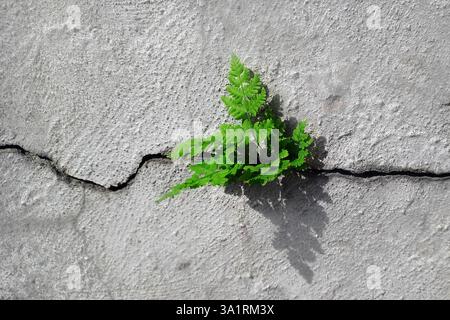 Junger Spross bricht durch einen Riss in Beton. Junges Green Power-Konzept Stockfoto