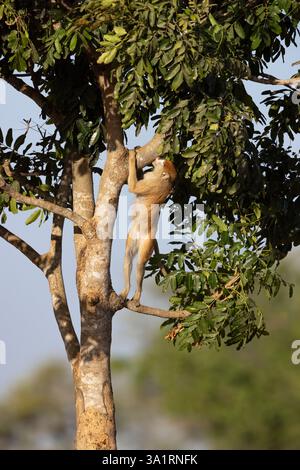 Erythrocebus patas, in Baum, Nambikala, Kombo Ost, Gambia Stockfoto