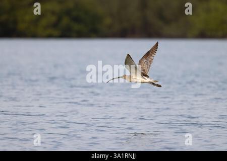 Eurasischer Brachvogel Numenius arquata, Erwachsener im Flug, Gambia River, Brikama, Gambia, Januar Stockfoto