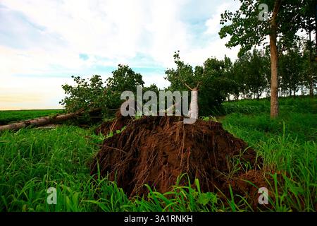 Die Bäume lassen den Wind wehen Stockfoto