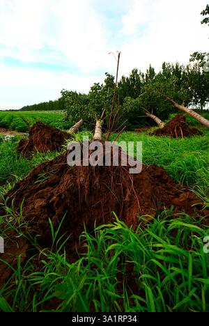 Die Bäume lassen den Wind wehen Stockfoto