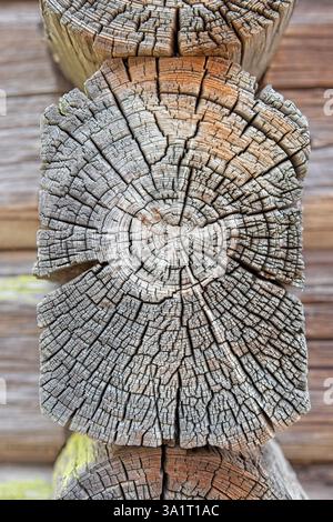 Nahaufnahme des Schnittes eines alten verwitterten Baumstammes mit Rissen und Jahresringen. Stockfoto