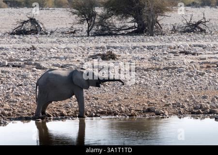 Junger Elefant im Wasserloch im Etosha-Nationalpark, Namibia Stockfoto