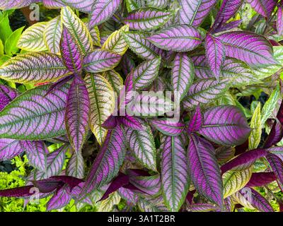 Strobilanthes dyeriana, das persische Schild oder königliche violette Pflanze Stockfoto