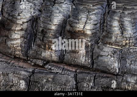 Nahaufnahme von verbranntem Holz mit tiefen Rissen, verkohlten Texturen und komplizierten Mustern, die durch Feuer und Hitze gebildet werden Stockfoto
