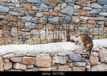 Schwangere weibliche Calico-Wildkatze sitzt auf einer Steinmauer und isst Trockenfutter oder Trockenfutter von einem Einheimischen Stockfoto