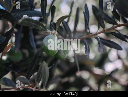 An einem schönen Morgen im Olivengarten Stockfoto