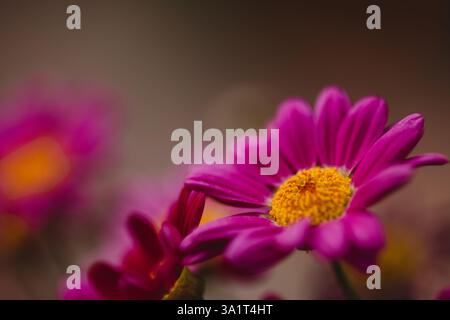Nahaufnahme Bright Pink Gerbera Daisy Stockfoto